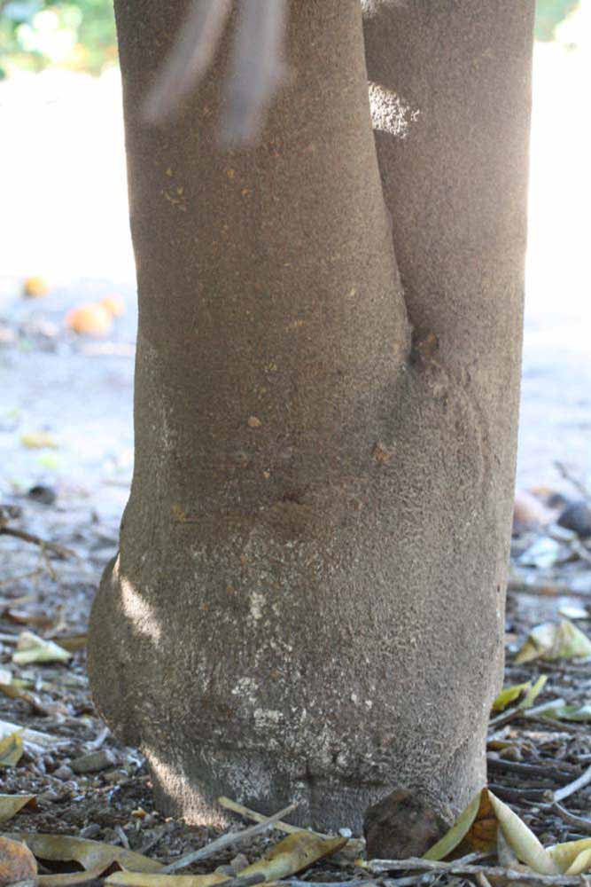            Bark (Summer Workman, Riverside, CA)   